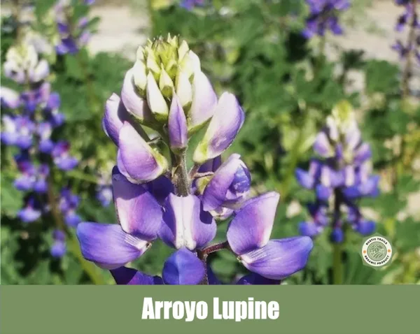 Arroyo Lupine, Lupinus succulentus